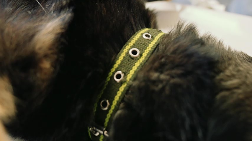 Факультет ветеринарной медицины