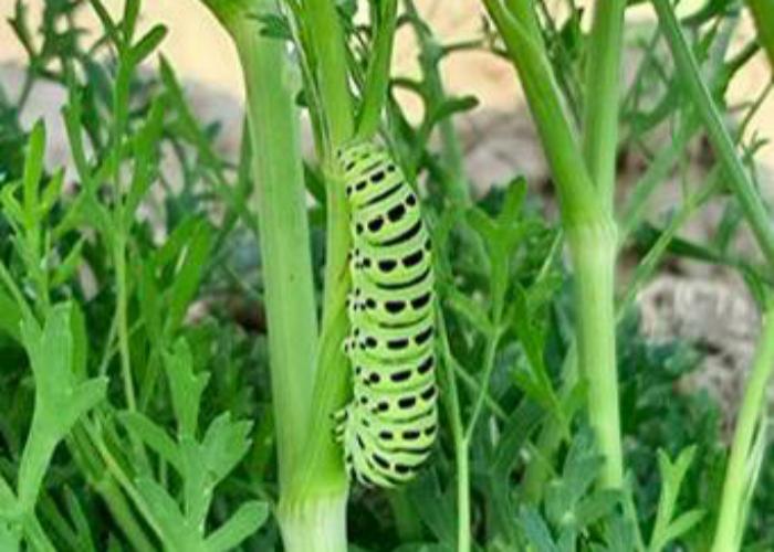 Ученые Бурятской ГСХА выявили угрозу для лекарственного растения — бабочку Махаон