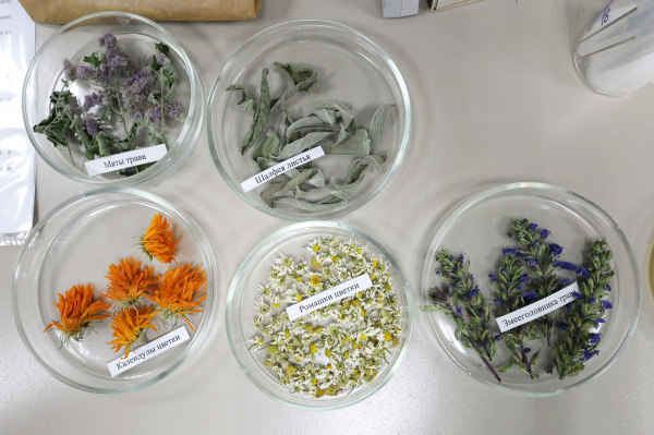 Бурятская ГСХА станет ядром республиканского кластера лекарственного растениеводства 